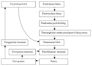 Nanang Ahdiat Produksi Lidah Buaya nanang ahdiat produksi lidah buaya