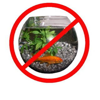 akvaryum baliklari icin hersey fanusta balik beslemek