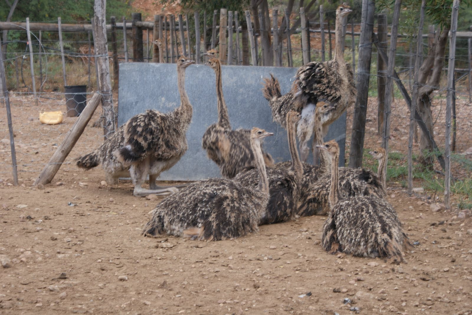Grondpad Dromers Groot Voël Paradys Cango Volstruis Plaas, Oudtshoorn
