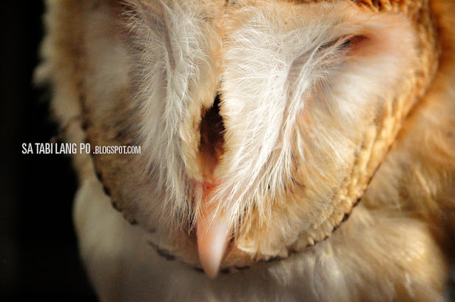 closeup owl beak manila zoo feather