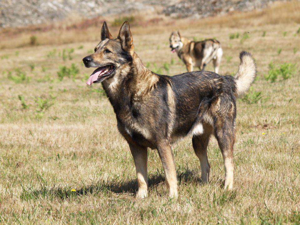 COMPRAVENTA COM PERROS compraventa com perros: