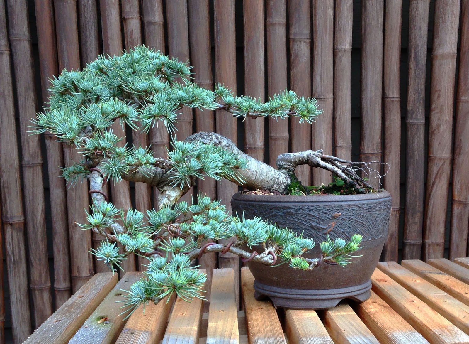 bonsai tree 24 cozy