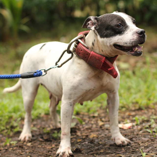 Dog Pit