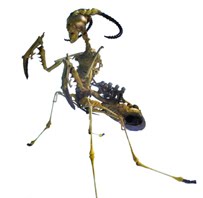 Mantis Religiosa