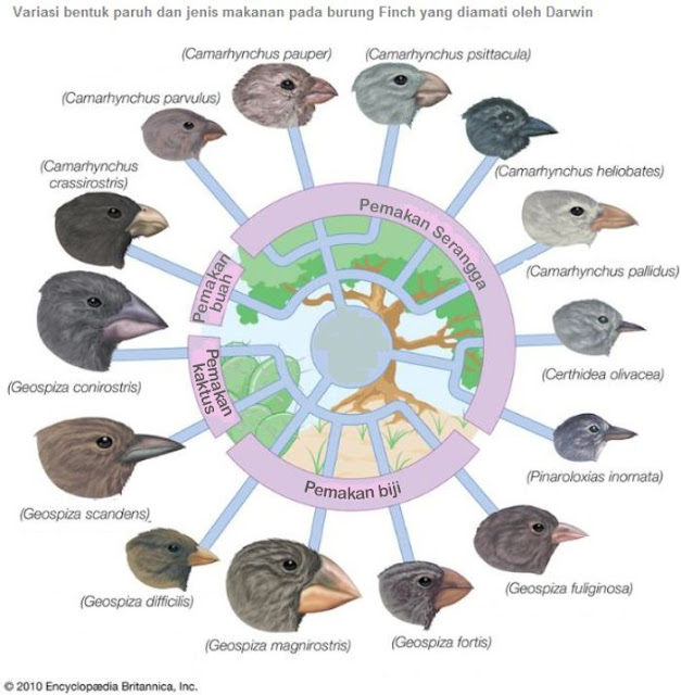 Darwin Finches Beak Size Diet Tips