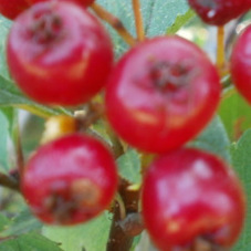 hawthorn_berry