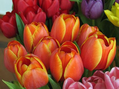 imagenes de flores tulipanes holandeses - Fotos Aéreas de los Campos de Tulipanes en Holanda 