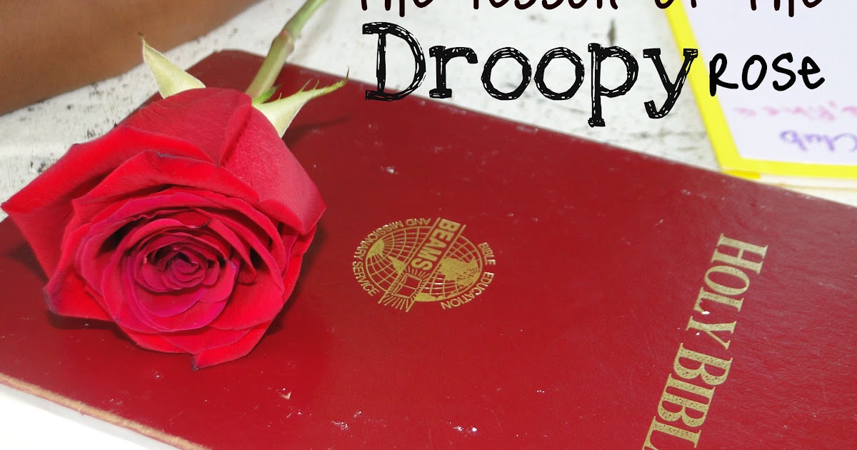 Raising 4 Princesses the lesson of the droopy rose