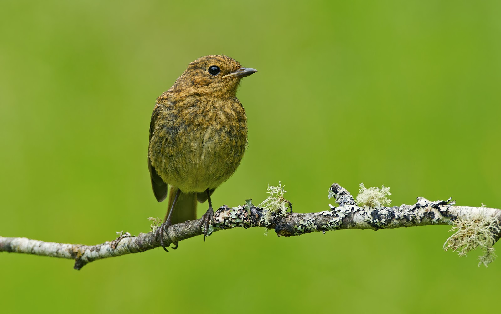 Desktop HD Wallpapers Free Downloads: Beautiful Birds on Branches