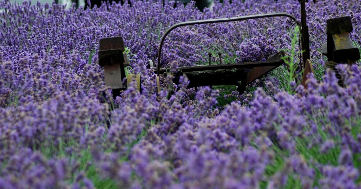 Seattle Local Flavor The Lavender Festival Sequim