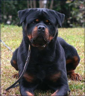 Rottweiler