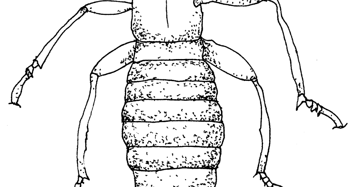 A Terminal Case of Whimsy The Termite is a Good Example