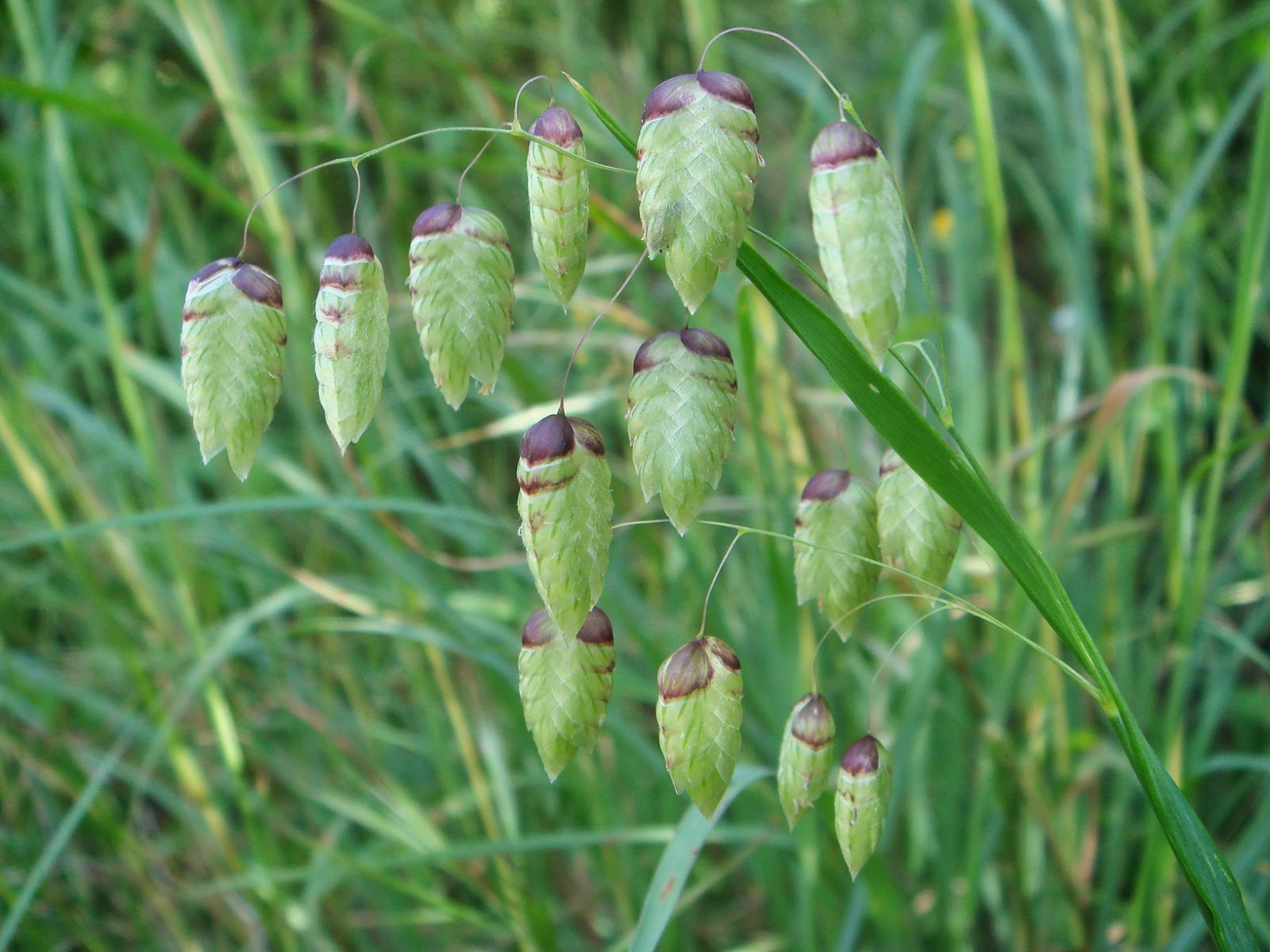 Seminte si plante de gradina hobby Iarba decorativa Briza maximaTremurici