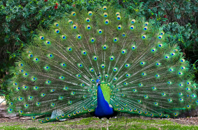 Divine Power of Peacock Feather or Wing