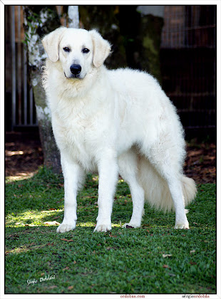 kuvasz do Refúgio na Montanha na mídia