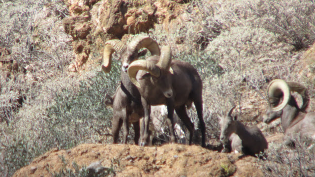 AZ+Desert+Sheep+Hunt+Photos+Big+Rams+Arizona+Desert+Bighorn+Sheep+Society+pics+with+Colburn+and+Scott+Outfitters+12.JPG