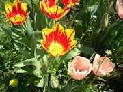 I tulipani sono tra i miei fiori preferiti, mi piacciono moltissimo, . (img )