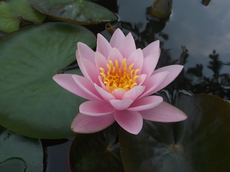 "Odorata Luciana" water lily