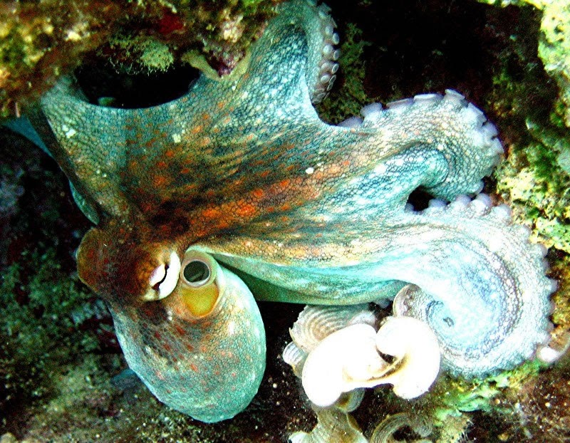 Animal Unique Common Octopus