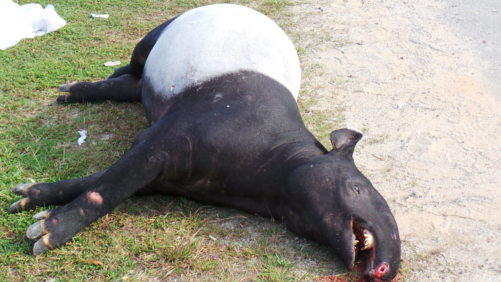 gambar tapir - gambar tapir