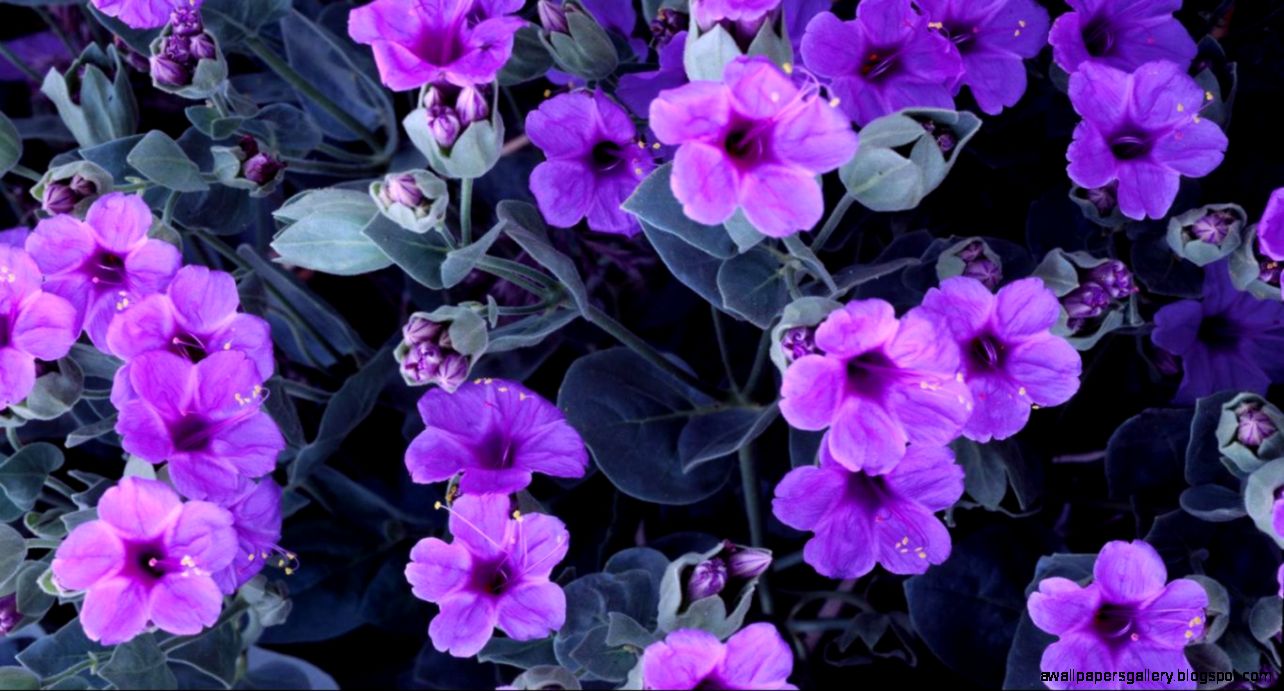 Wallpapers Black Flowers Purple Flower Hd Widescreen 1366x768 Wallpapers Black Flowers Purple Flower Hd Widescreen 1366x768