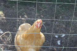 Miss Big Bertha (Bertie)- Laying Hen