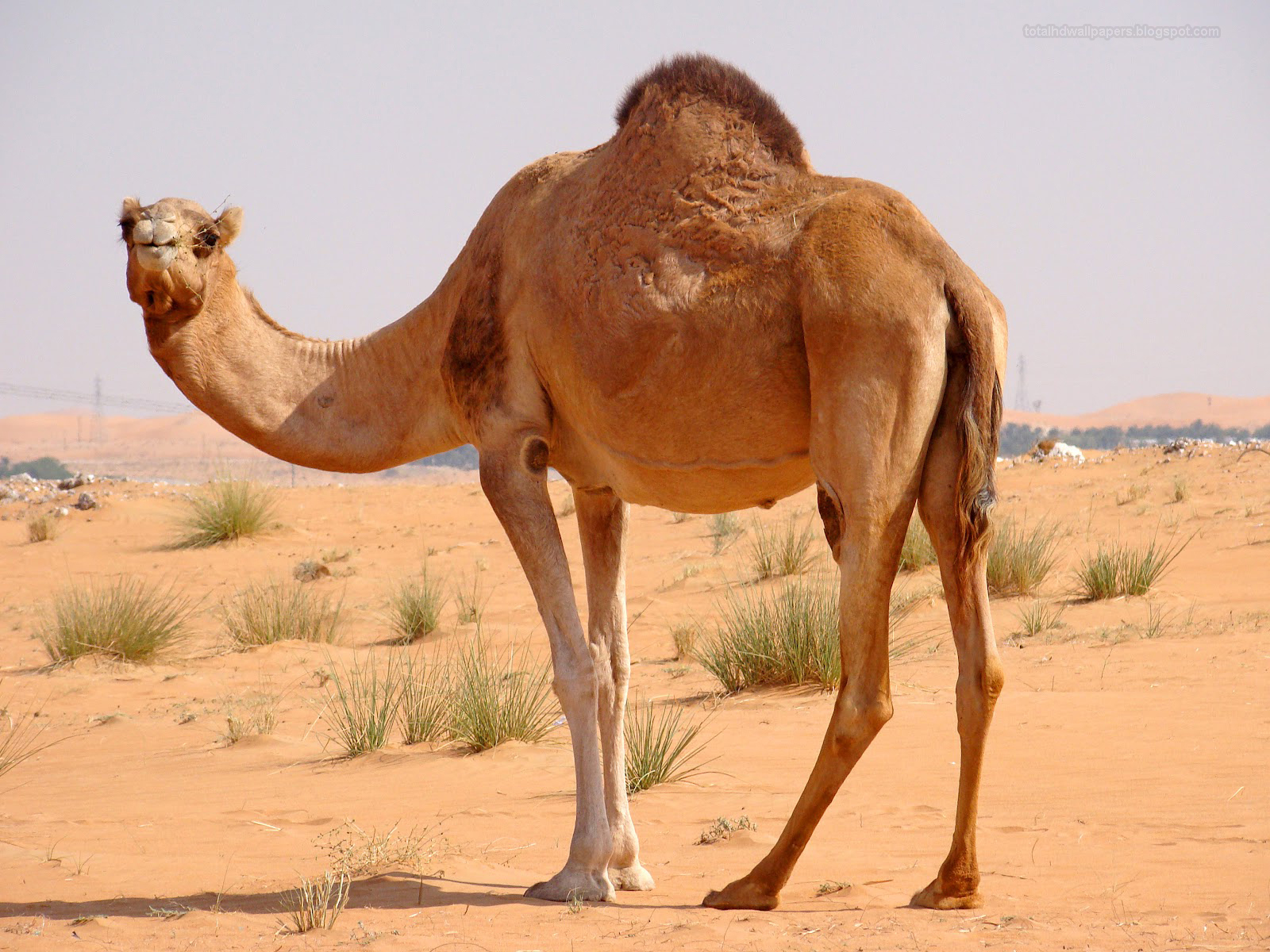 Best Beautiful hd wallpapers for Desktop Basckground: camel hd wallpapers