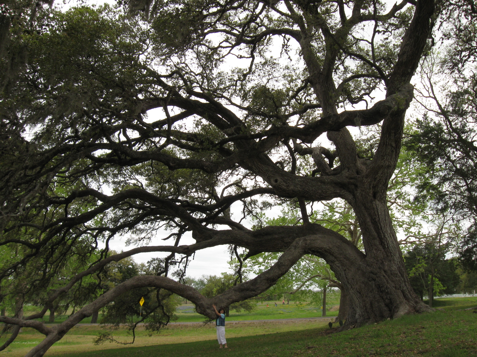 Remarkable Trees of Texas THE MASSIVE OAK AT OLD BAYLOR PARK NEAR BRENHAM