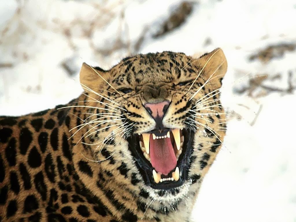COSA SIGNIFICA SOGNARE UN LEOPARDO