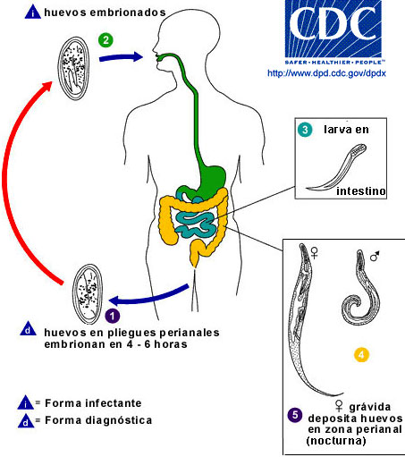 ciclo del Enterobius vermicularis