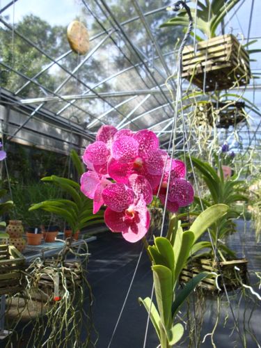 Orchid at the orchid farm