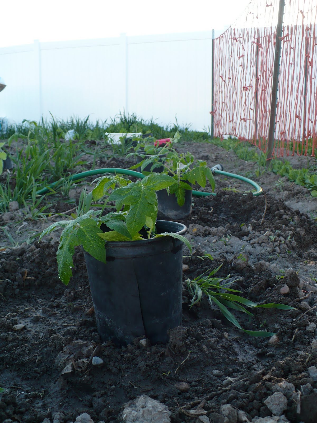 The Dirt on Tom Planting Tomatoes