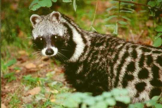 kahve kave kafe cafe MİSK KEDİSİ DIŞKISINDAN ELDE EDİLEN KOPİ LUWAK