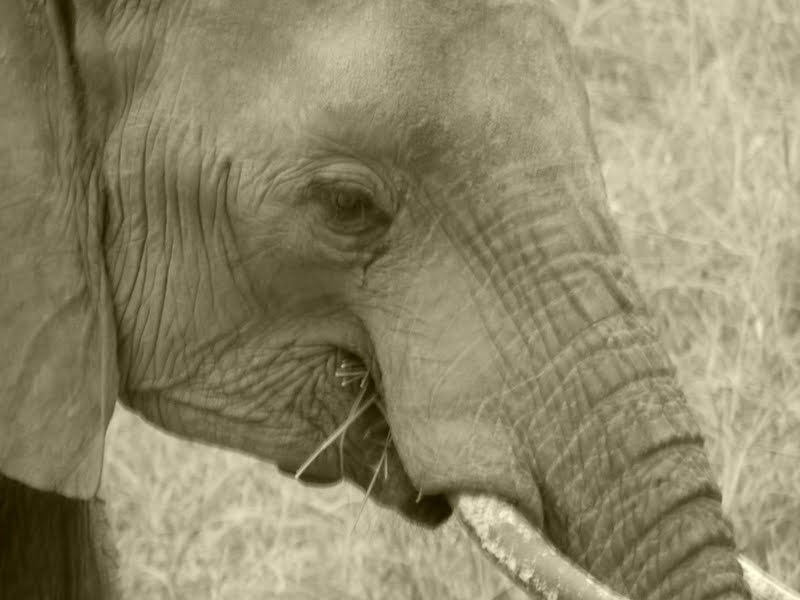 Nanofasa Do you know why elephant graveyards exists?