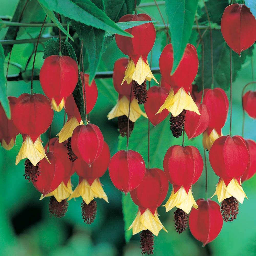 Plantas e Flores Abutilon Lanterna chinesa