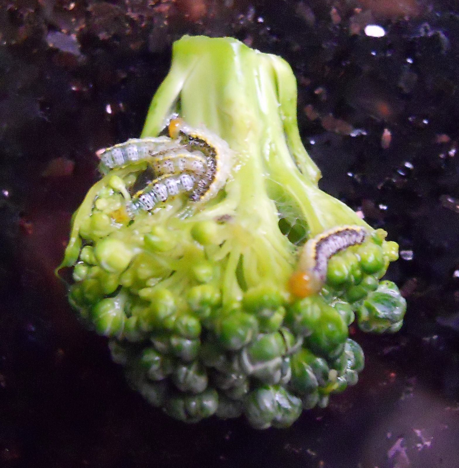 Home Garden 2011 Garden Broccoli Blues