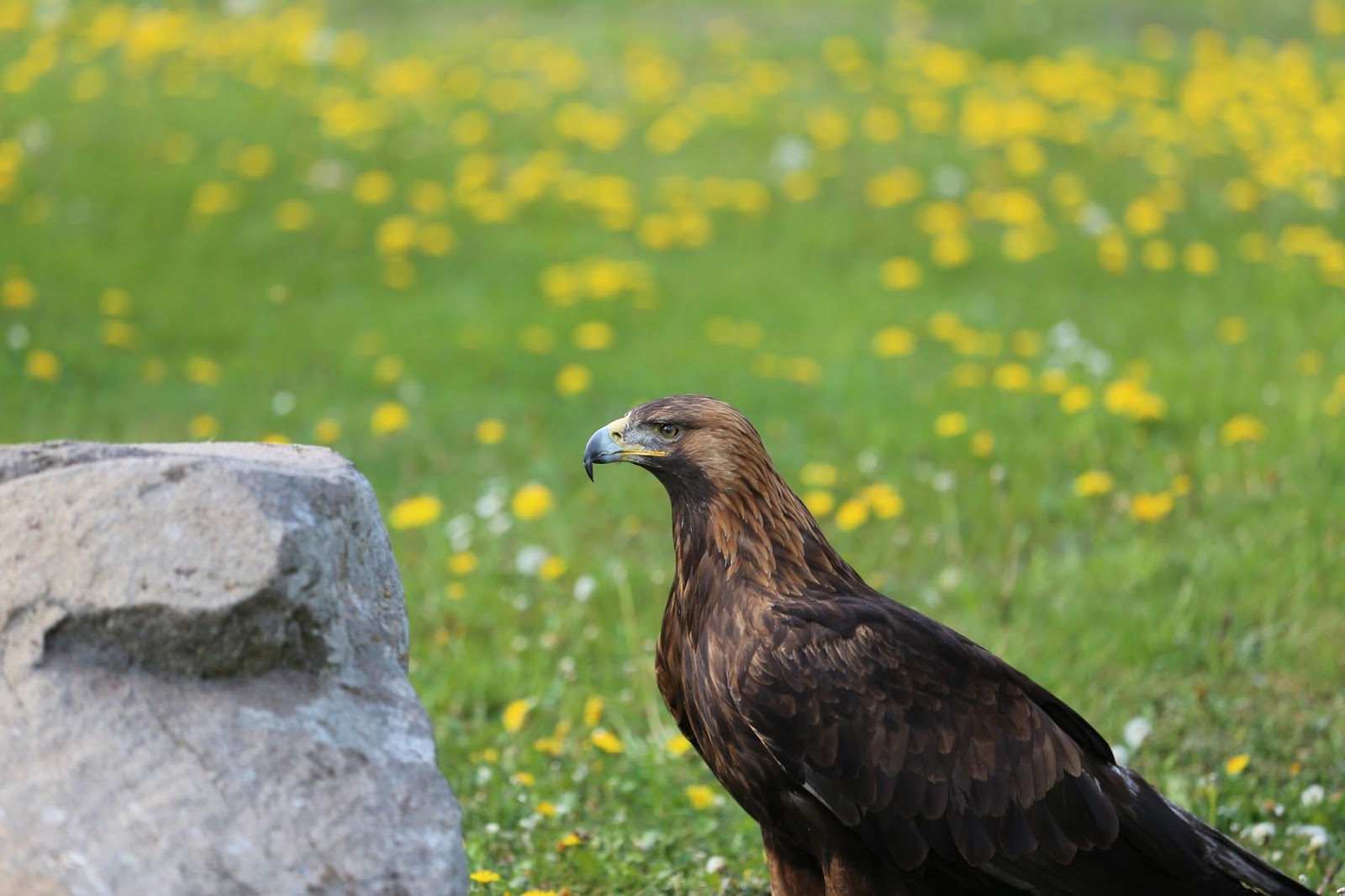 Ein bedrohter König der Steinadler