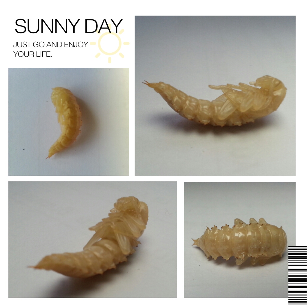 A Little Dose of Me King Meal Worm Pupate