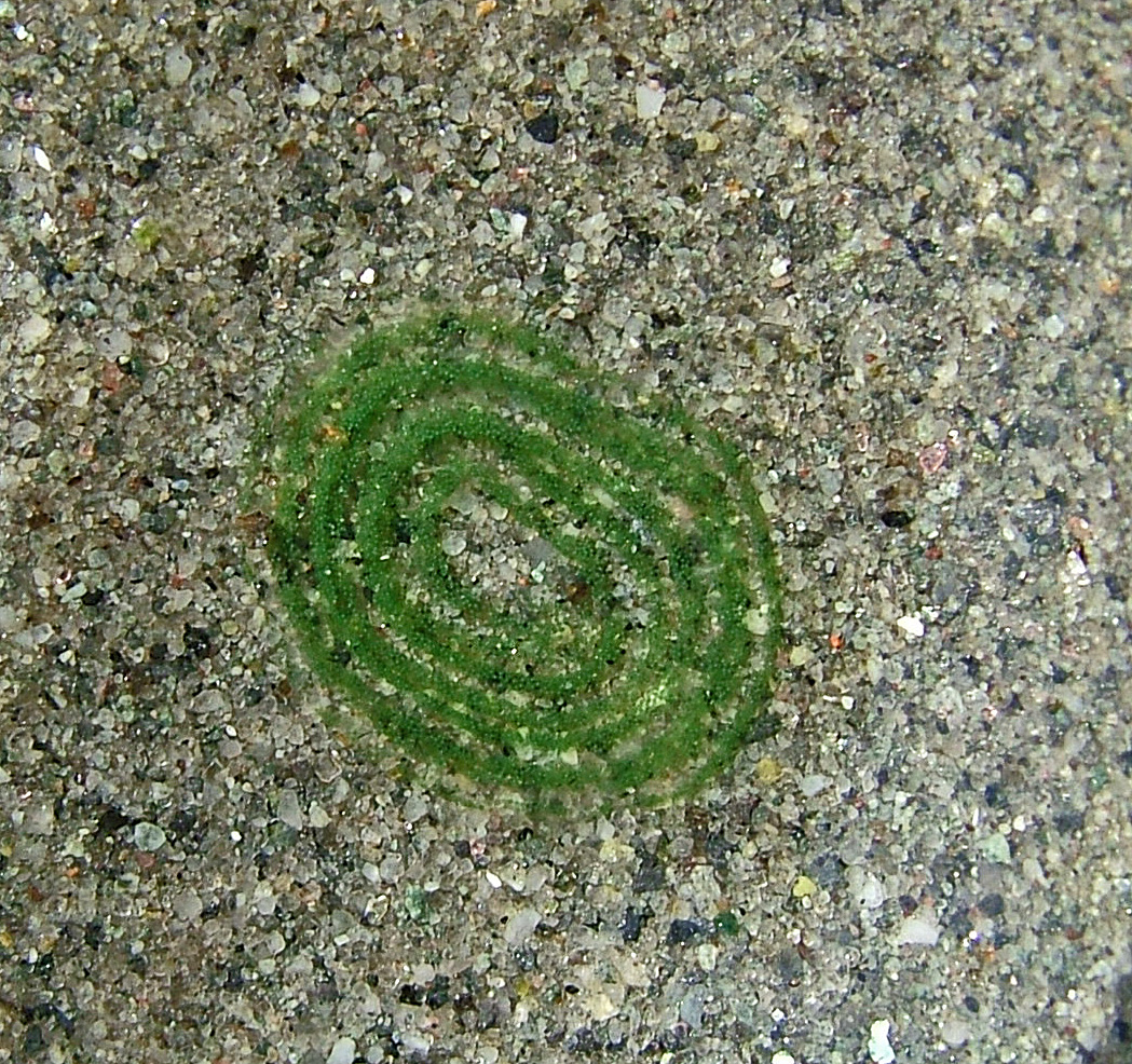 Buzz's Marine Life of Puget Sound: Eggs of the Intertidal