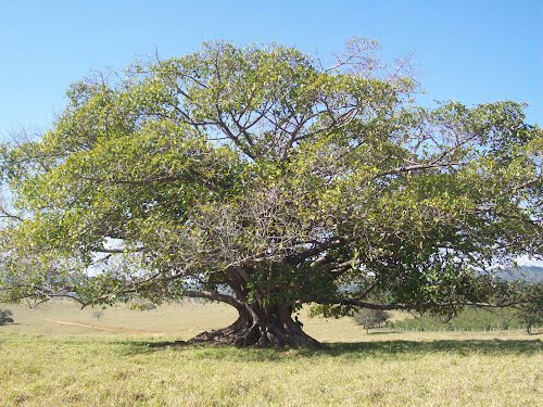 Candomblé Comentado.: Julho 2013