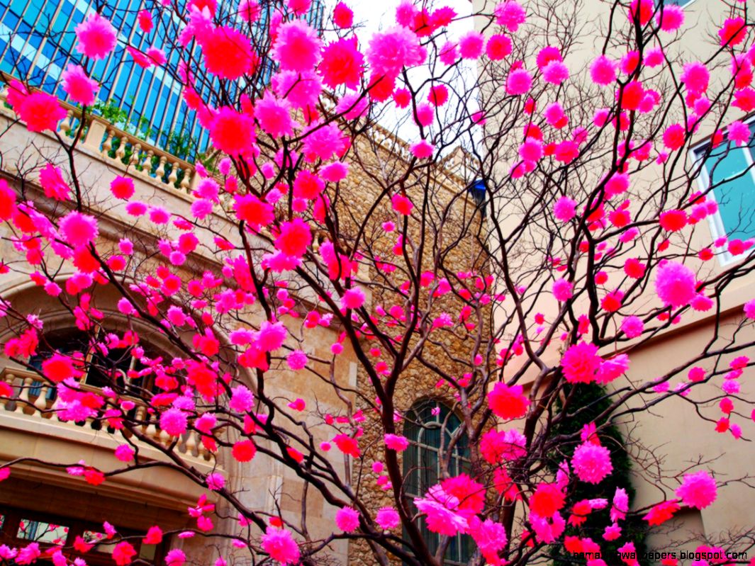 Spring Photos Tumblr Covers Pinterest Tumblr Flower and Spring Photos Tumblr Covers Pinterest Tumblr Flower and