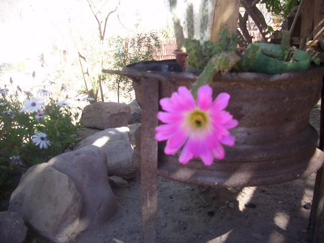 MIS POSTALES COTIDIANAS: La flor de mi jardín