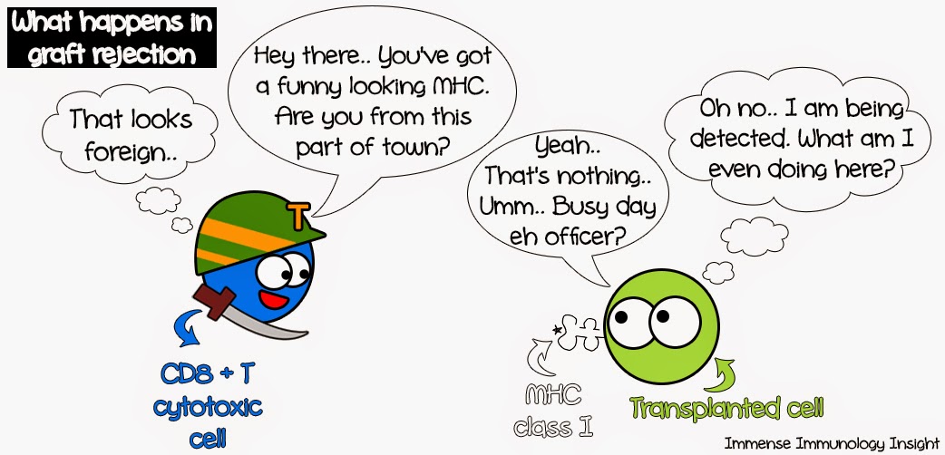 immense immunology insight why are transplanted organs organ rejection