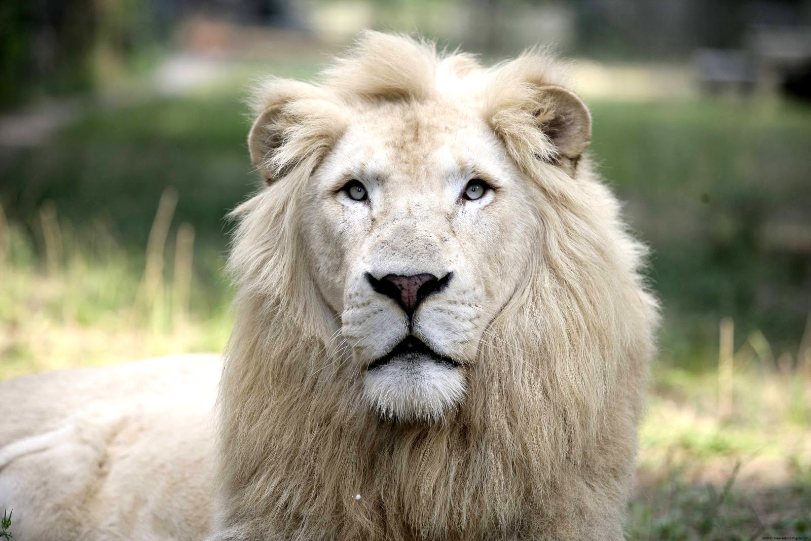 White Lion Animal White Lion Animal