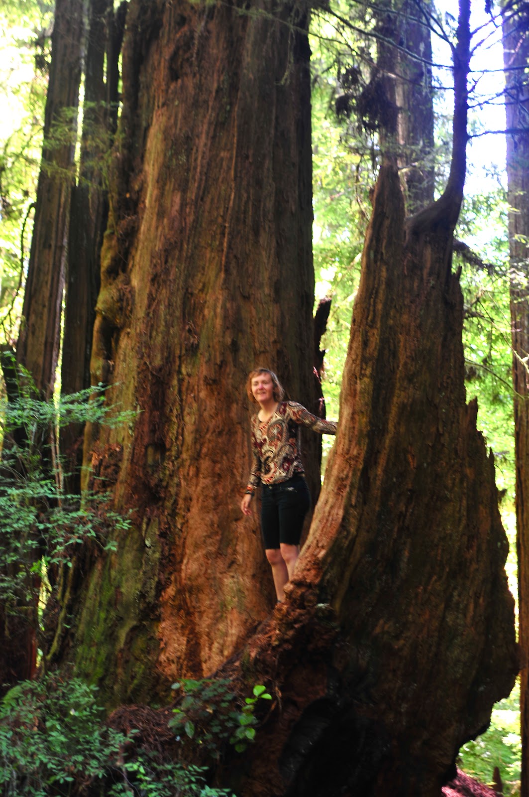 The Swimming Buffalo Arcata/Orick/Redwood National Park, CA