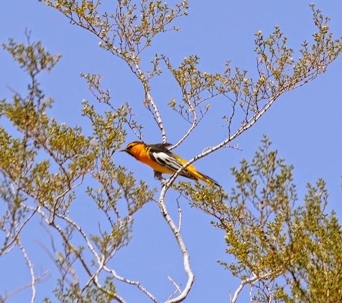 Bullocks Oriole 019