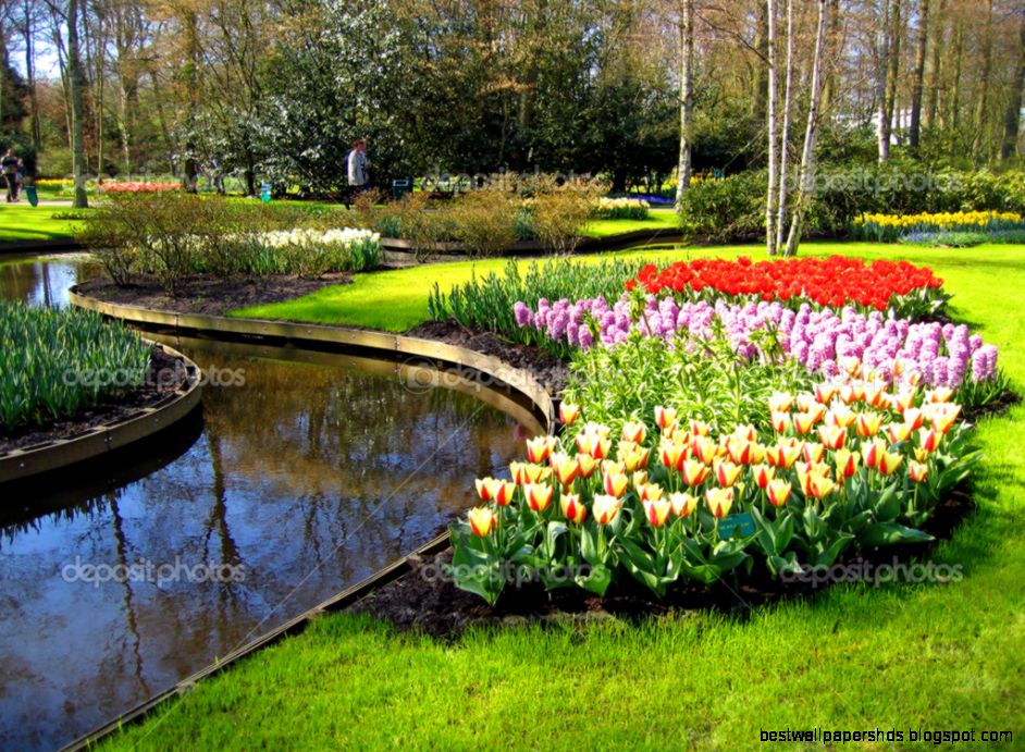 Haarlem Flowers Tulips on the bank of lake in a botanical garden Haarlem Flowers Tulips on the bank of lake in a botanical garden
