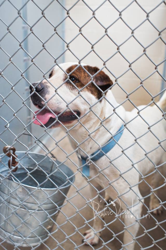 Belinfante-Indian-motorcycles: Roswell New Mexico Animal Control Murder