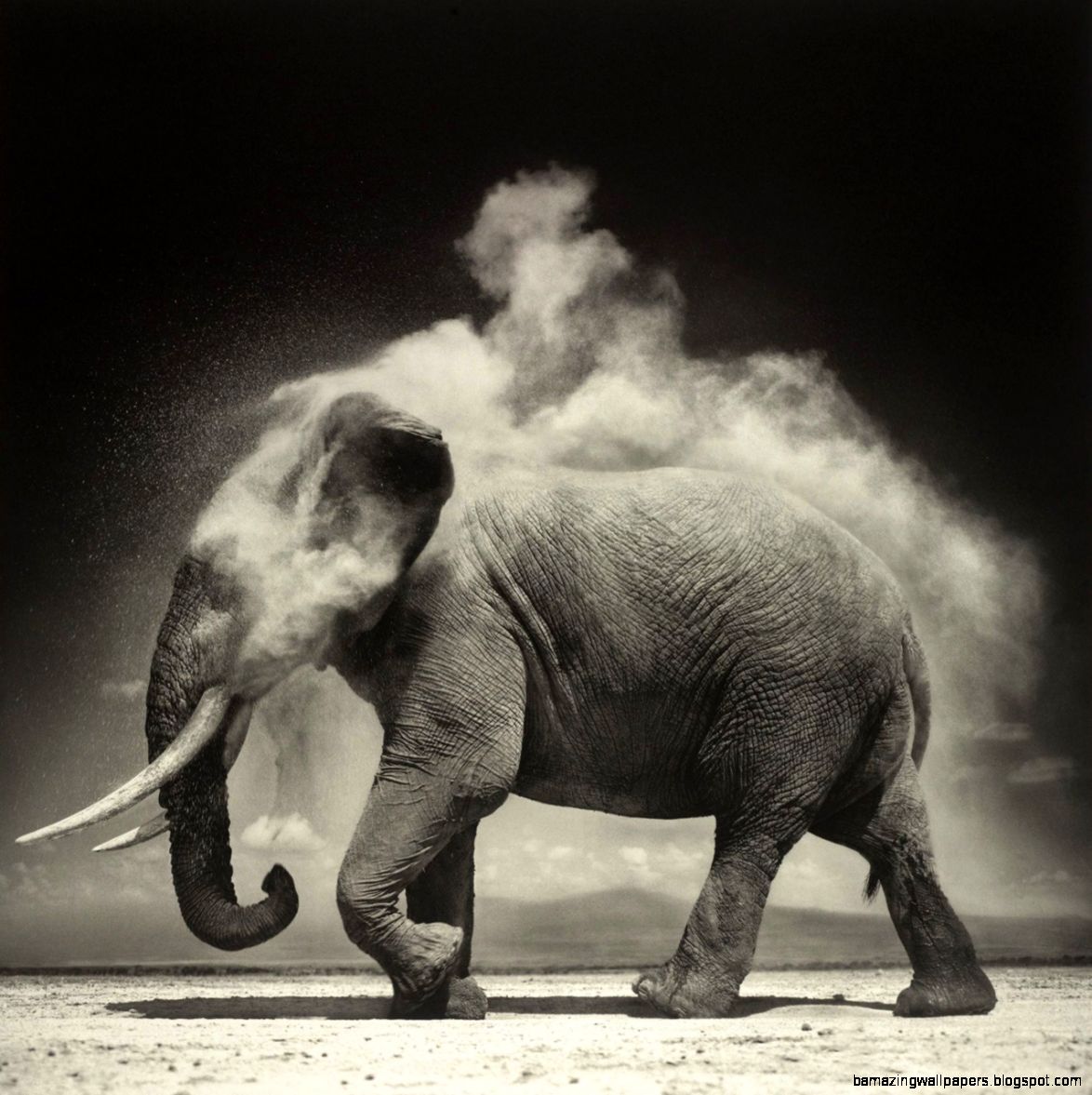Designojek — melisaki Elephant Amboseli photo by Designojek — melisaki Elephant Amboseli photo by