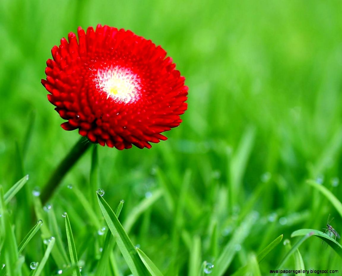 1000 images about Flowers on Pinterest Nature Flower and Hd 1000 images about Flowers on Pinterest Nature Flower and Hd